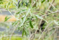 Pyrus salicifolia 'Pendula' (Sierpeer 'Pendula')