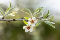 Pyrus salicifolia 'Pendula' (Sierpeer 'Pendula')