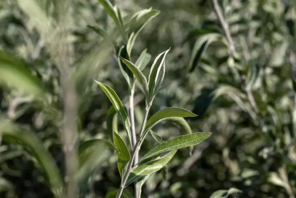 Pyrus salicifolia 'Pendula' (Sierpeer 'Pendula')