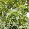 Quercus (Eik)
