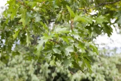 Quercus (Eik)