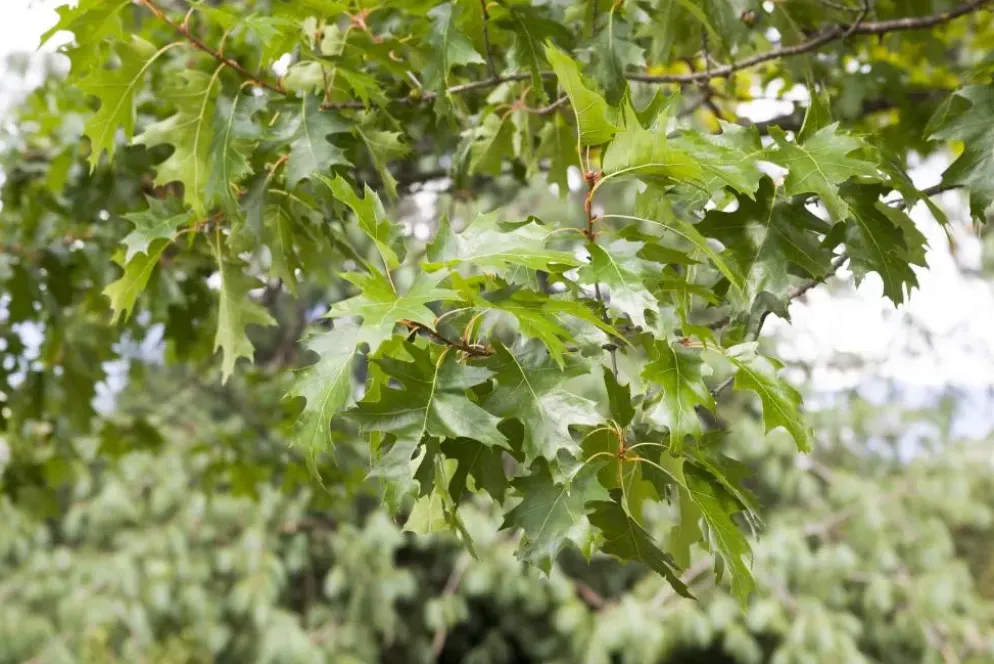 Quercus (Eik)