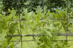 Quercus (Eik)