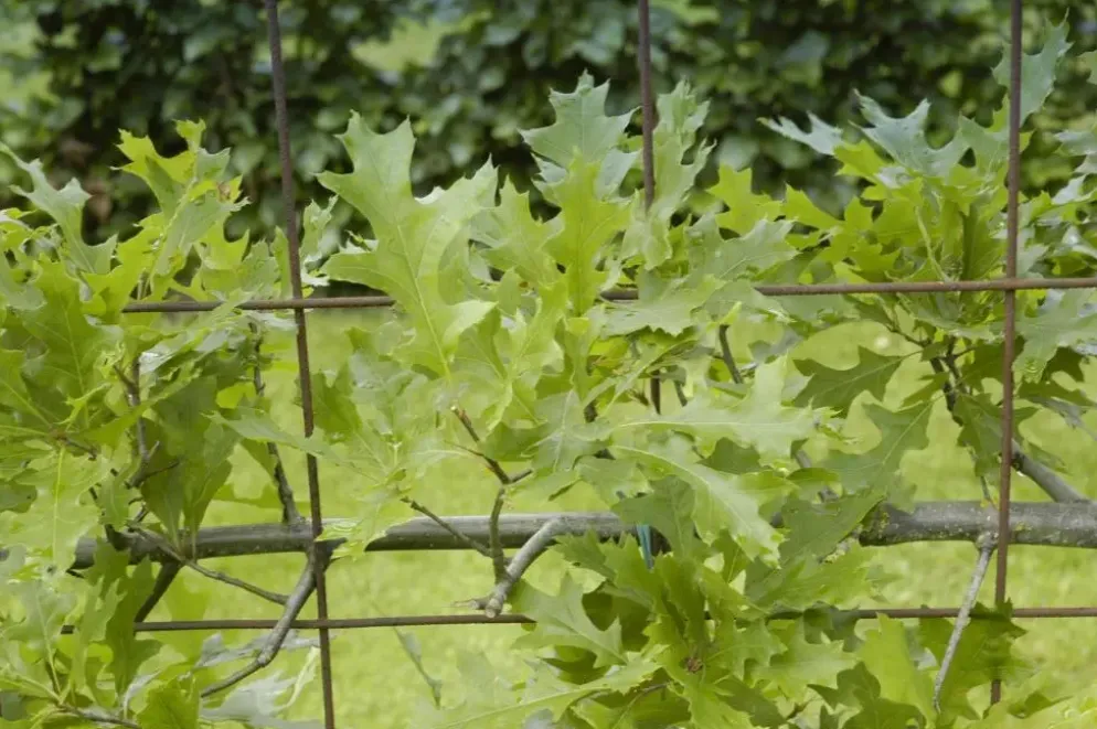 Quercus (Eik)