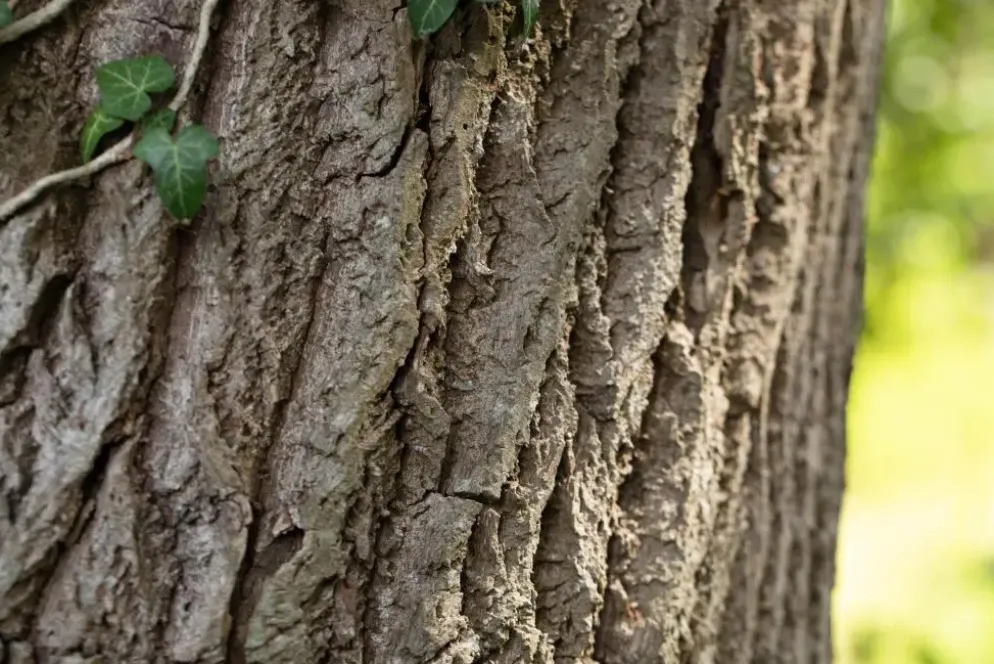 Quercus (Eik)