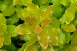 Quercus ilex (Steeneik)