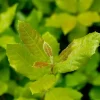 Quercus ilex (Steeneik)