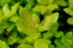 Quercus ilex (Steeneik)