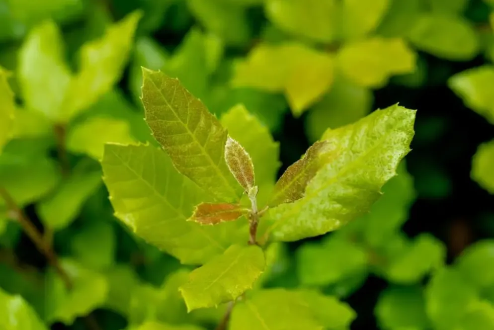 Quercus ilex (Steeneik)