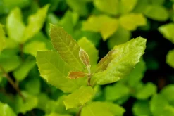 Quercus ilex (Steeneik)