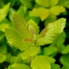 Quercus ilex (Steeneik)