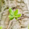 Quercus suber (Kurkeik)