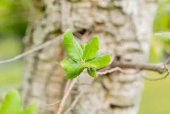 Quercus suber (Kurkeik)