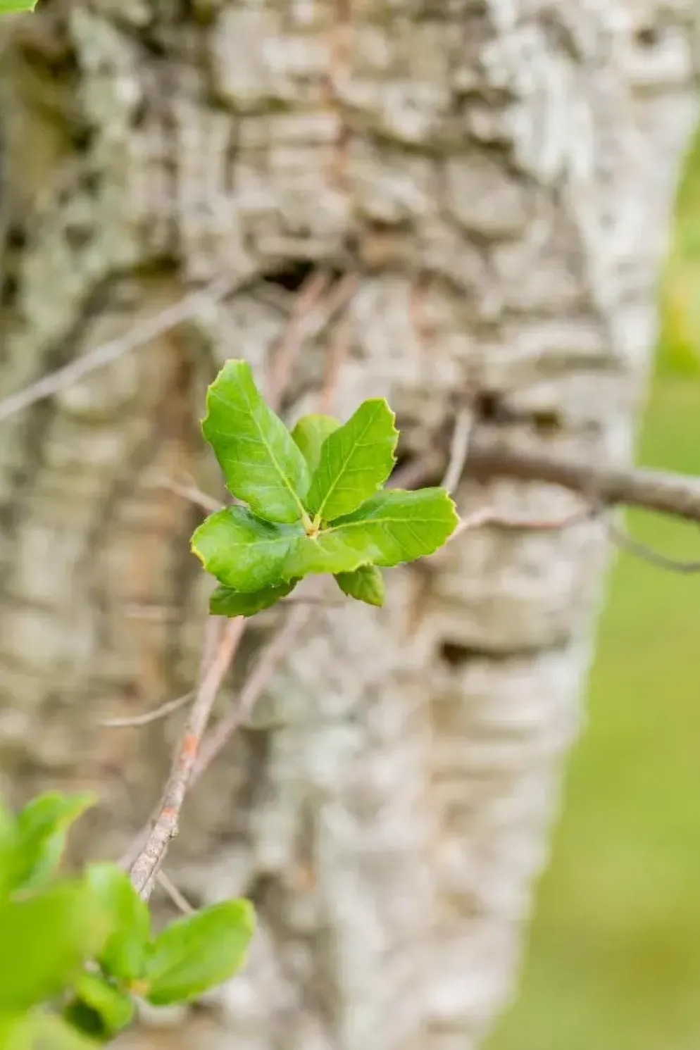 Quercus suber (Kurkeik)