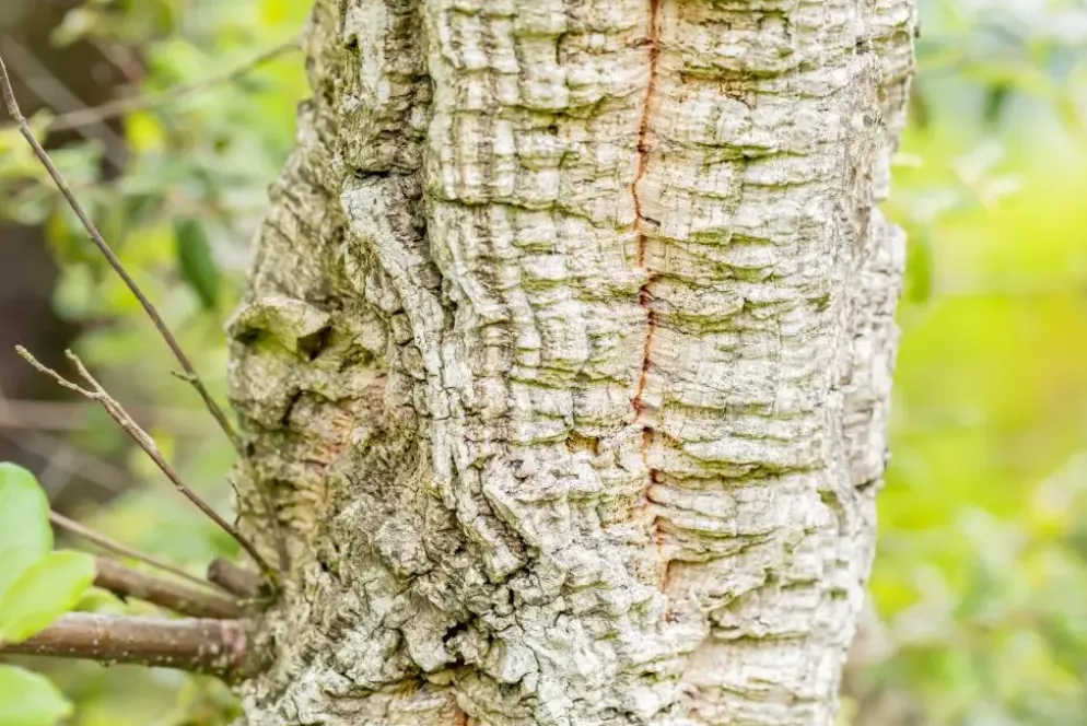Quercus suber (Kurkeik)