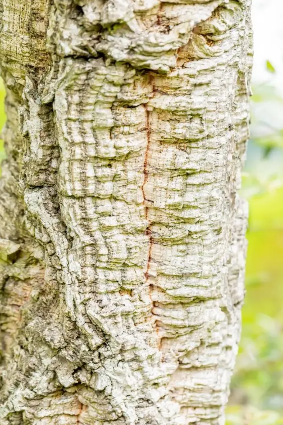 Quercus suber (Kurkeik)