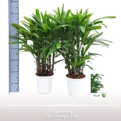 Rhapis excelsa p17