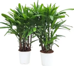 Rhapis excelsa p17