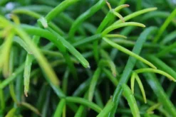 Rhipsalis cashero (Koraalcactus) 20cm