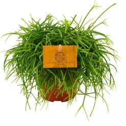Rhipsalis cashero (Koraalcactus) 20cm