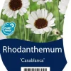Rhodanthemum (Margriet)
