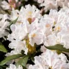 Rhododendron 'Cunningham´s White' (Rododendron 'Cunningham´s White')