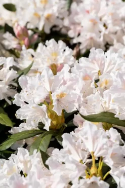 Rhododendron 'Cunningham´s White' (Rododendron 'Cunningham´s White')