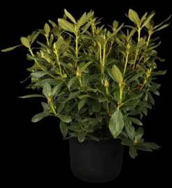 Rhododendron 'Cunningham´s White' (Rododendron 'Cunningham´s White')