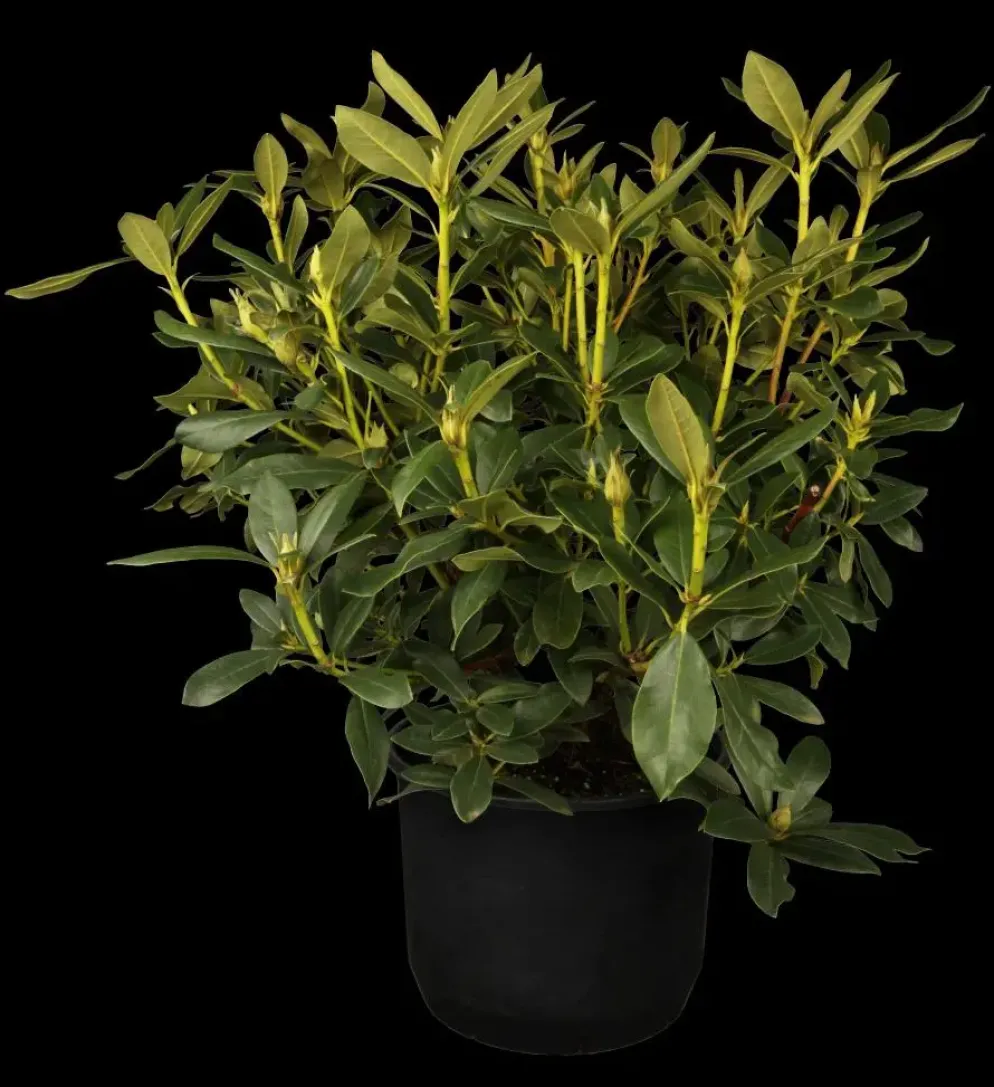 Rhododendron 'Cunningham´s White' (Rododendron 'Cunningham´s White')