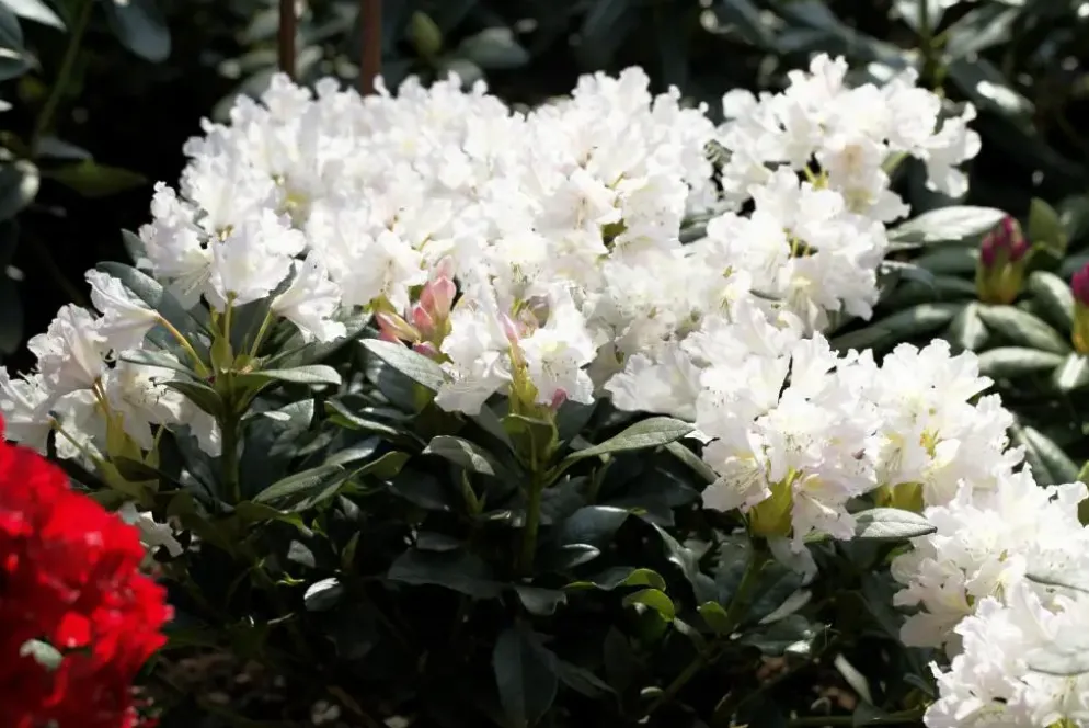 Rhododendron 'Cunningham´s White' (Rododendron 'Cunningham´s White')