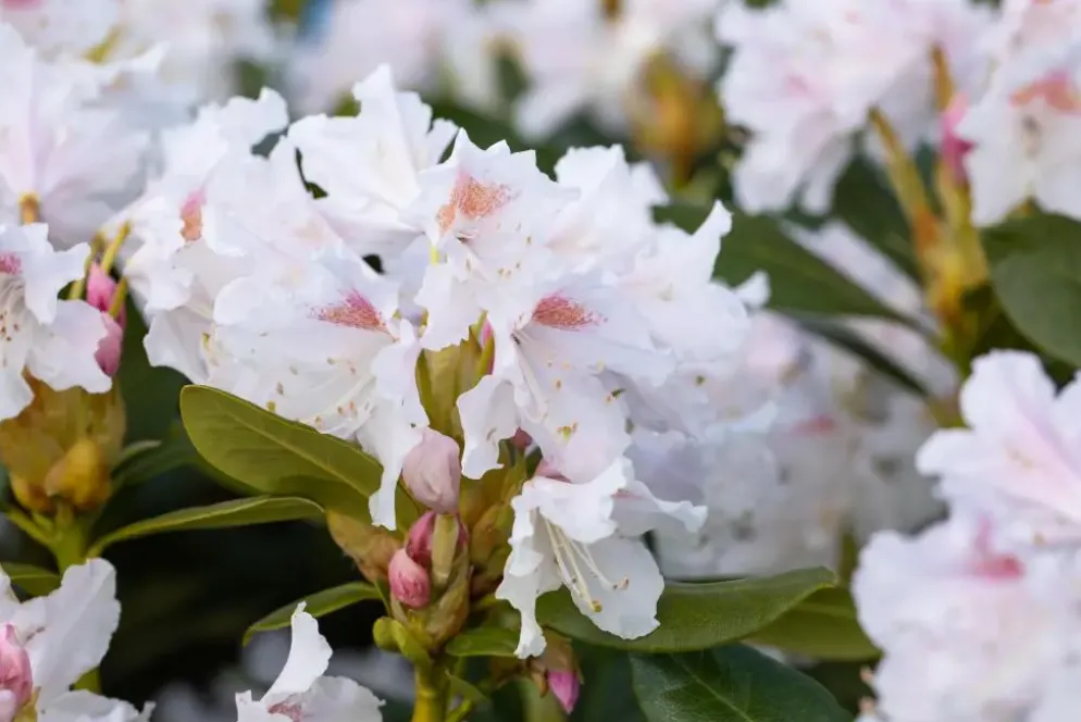 Rhododendron 'Cunningham´s White' (Rododendron 'Cunningham´s White')