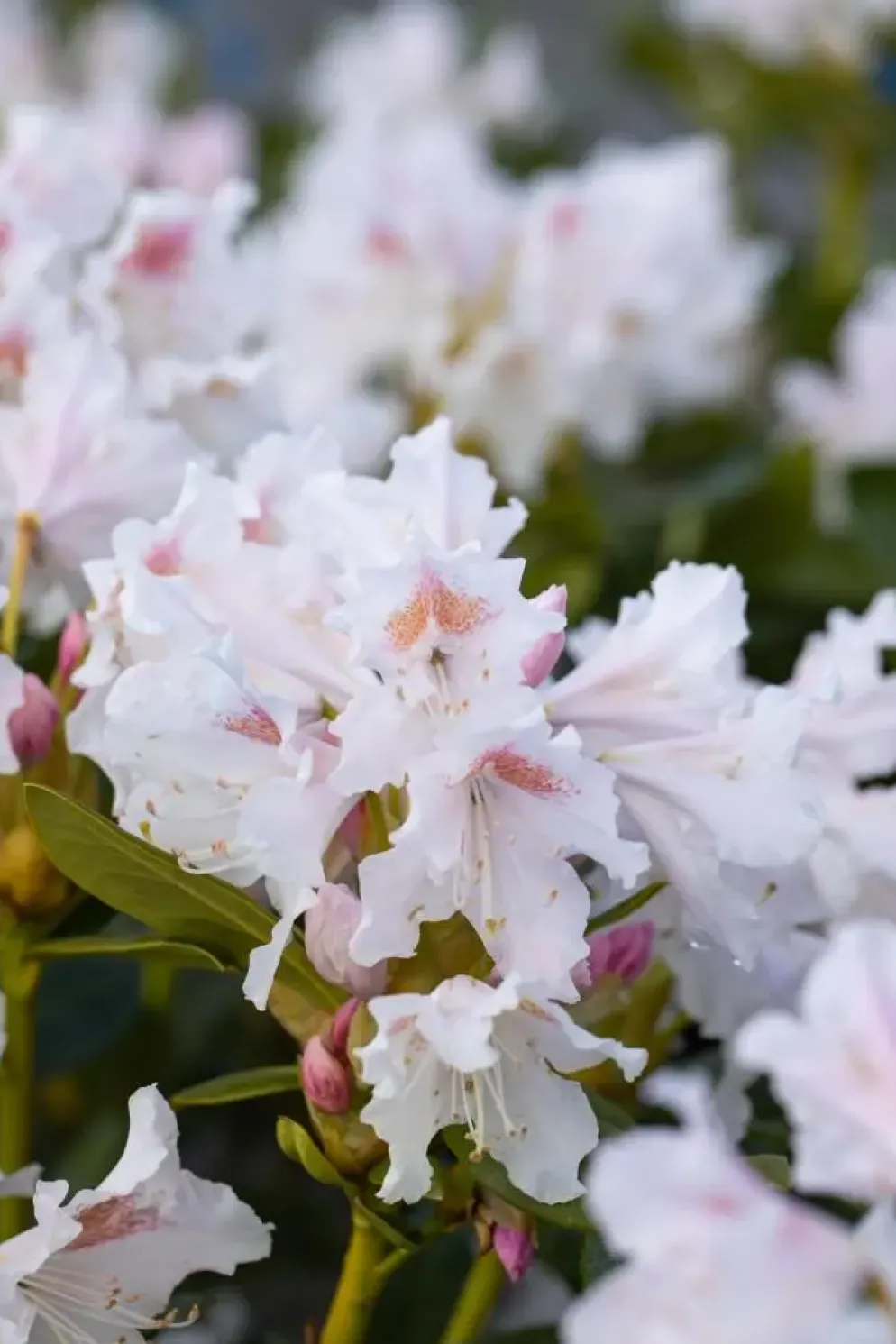 Rhododendron 'Cunningham´s White' (Rododendron 'Cunningham´s White')