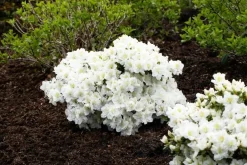 Rhododendron 'Cunningham´s White' (Rododendron 'Cunningham´s White')