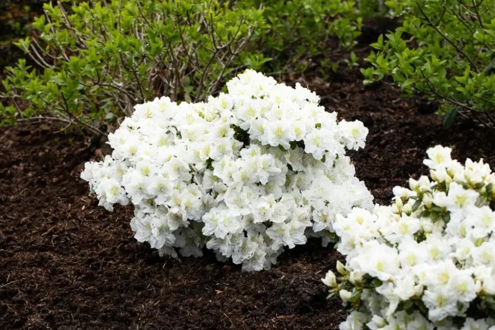 Rhododendron 'Cunningham´s White' (Rododendron 'Cunningham´s White')