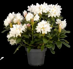 Rhododendron 'Cunningham´s White' (Rododendron 'Cunningham´s White')