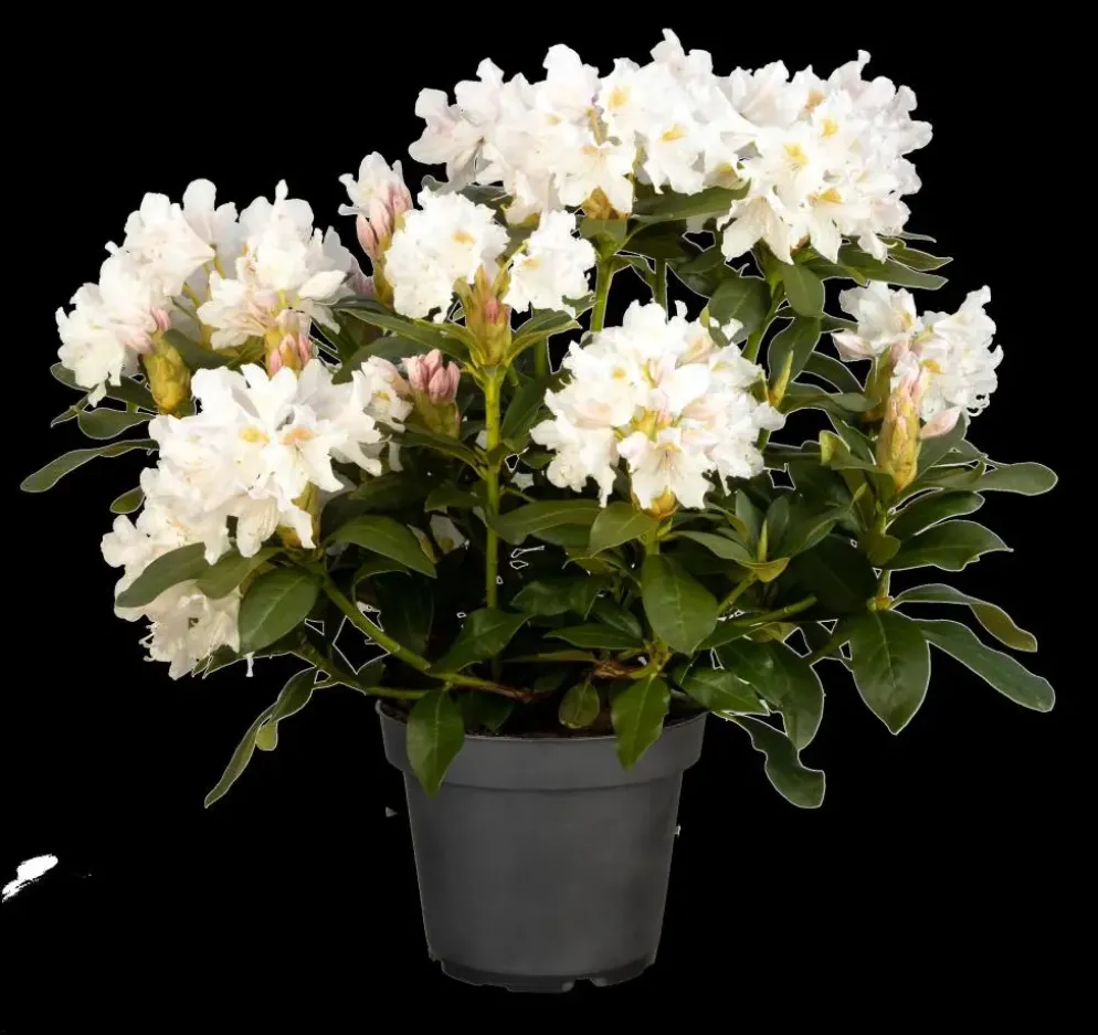 Rhododendron 'Cunningham´s White' (Rododendron 'Cunningham´s White')