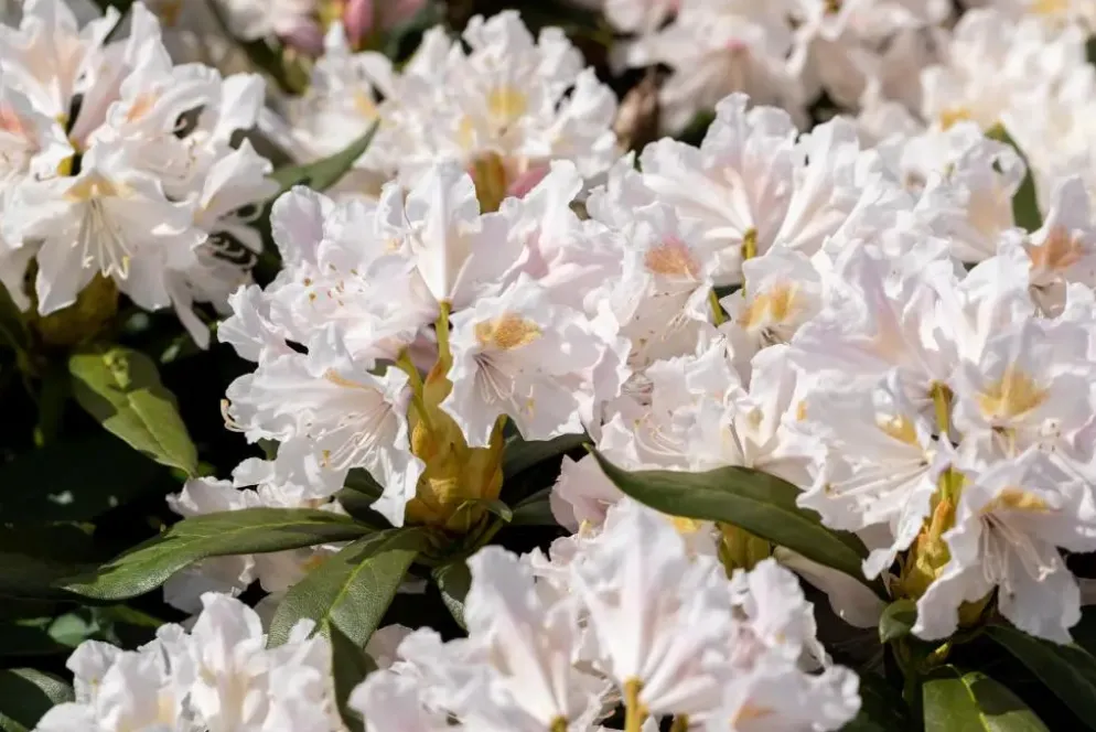 Rhododendron 'Cunningham´s White' (Rododendron 'Cunningham´s White')