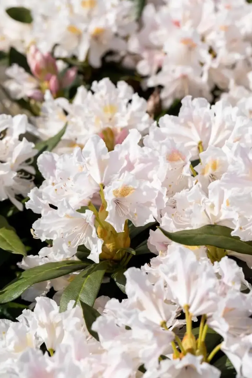 Rhododendron 'Cunningham´s White' (Rododendron 'Cunningham´s White')