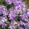 Rhododendron impeditum 'Blue Diamond' (Rododendron 'Blue Diamond')