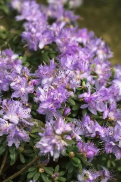 Rhododendron impeditum 'Blue Diamond' (Rododendron 'Blue Diamond')