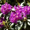 Rhododendron 'Marcel Menard' (Rododendron 'Marcel Menard')