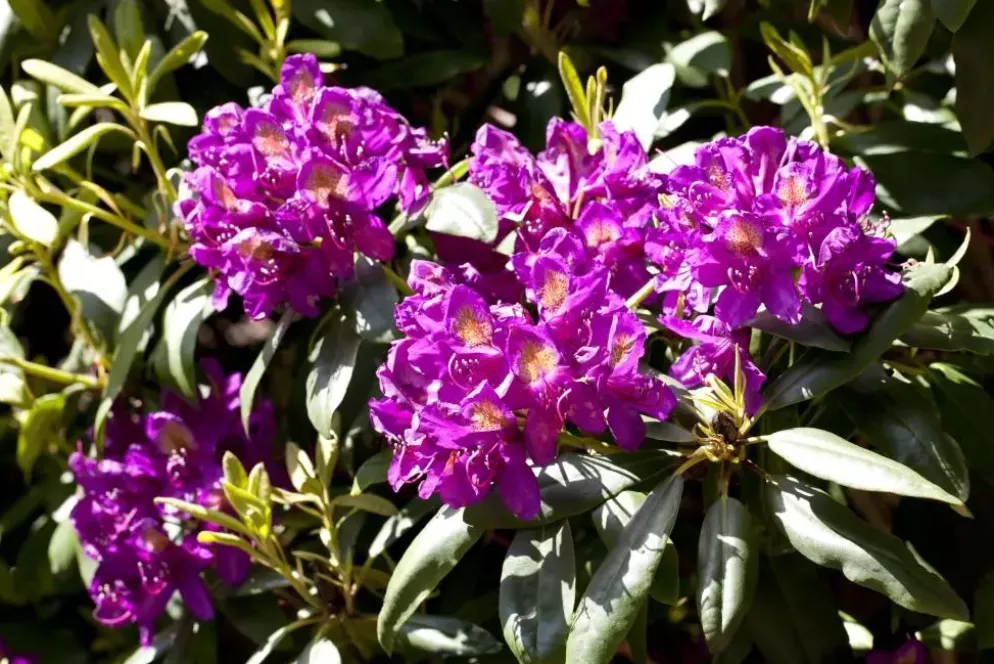 Rhododendron 'Marcel Menard' (Rododendron 'Marcel Menard')