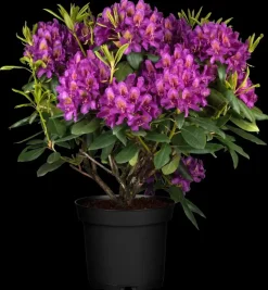 Rhododendron 'Marcel Menard' (Rododendron 'Marcel Menard')