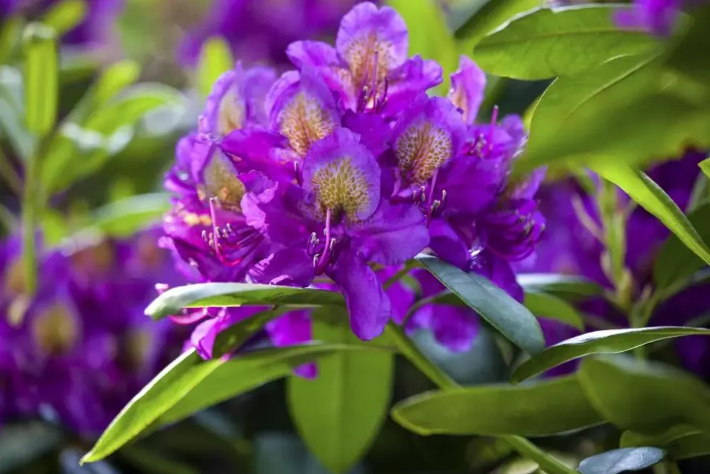 Rhododendron 'Marcel Menard' (Rododendron 'Marcel Menard')