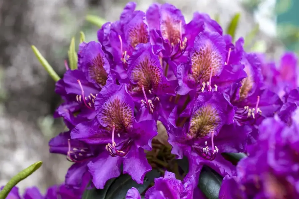 Rhododendron 'Marcel Menard' (Rododendron 'Marcel Menard')