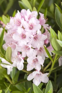 Rhododendron micranthum 'Bloombux'® (Rododendron 'Bloombux')
