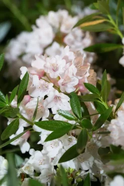 Rhododendron micranthum 'Bloombux'® (Rododendron 'Bloombux')