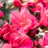 Rhododendron obtusum 'Canzonetta' (Rhododendron 'Canzonetta')