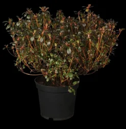 Rhododendron obtusum 'Canzonetta' (Rhododendron 'Canzonetta')