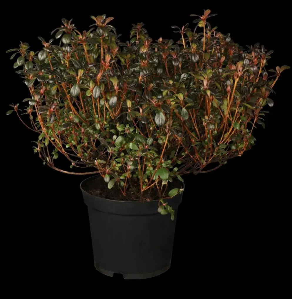 Rhododendron obtusum 'Canzonetta' (Rhododendron 'Canzonetta')